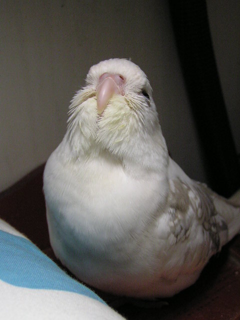 帥玄鳳的條件
