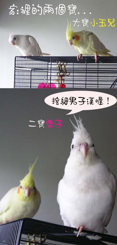 家裡的兩個寶