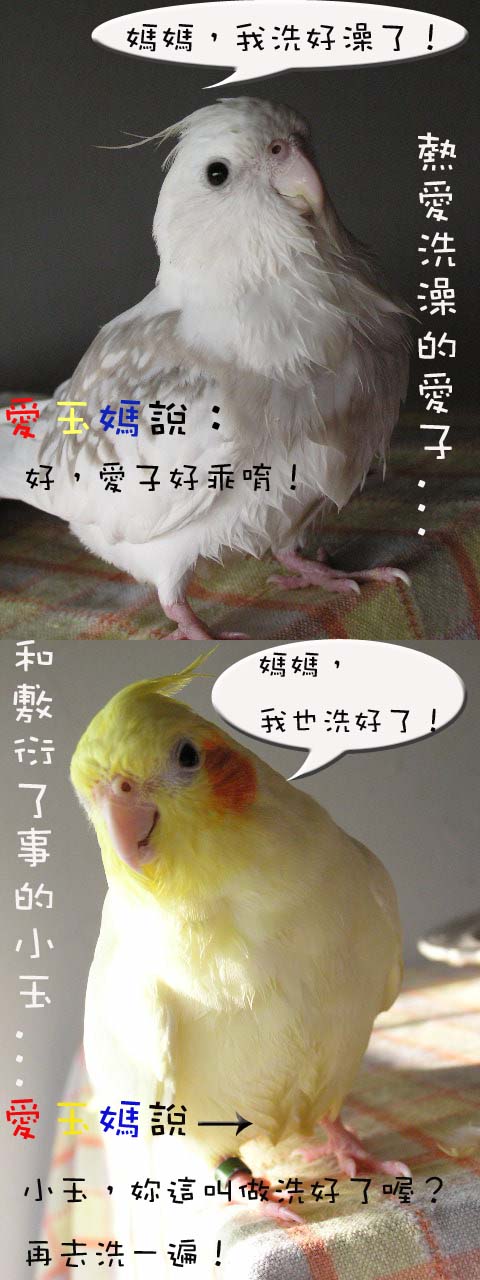 洗澎澎
