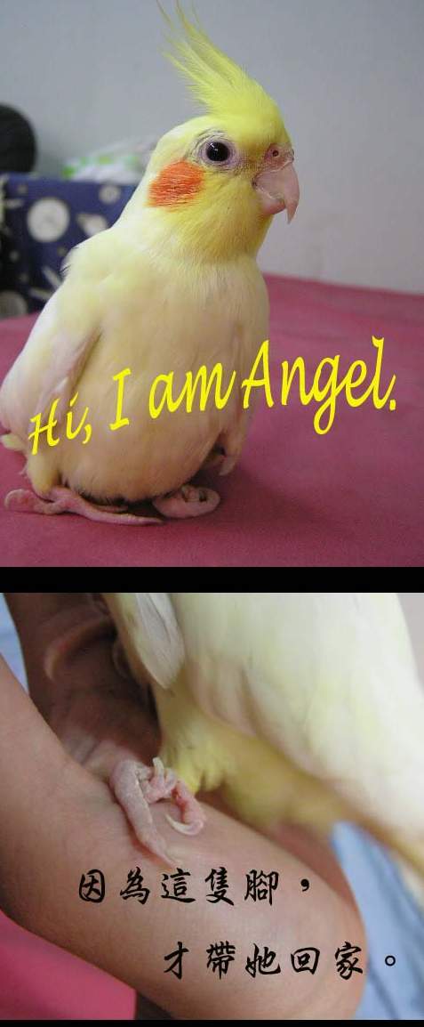 家中新成員Angel
