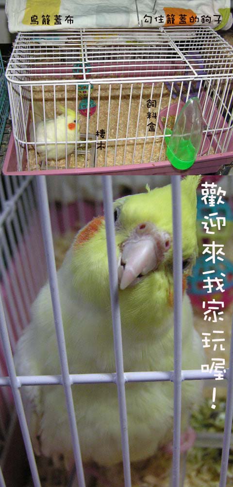 Angel的家