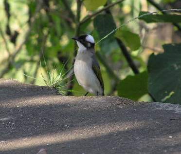 出外旅遊拍到的野鳥