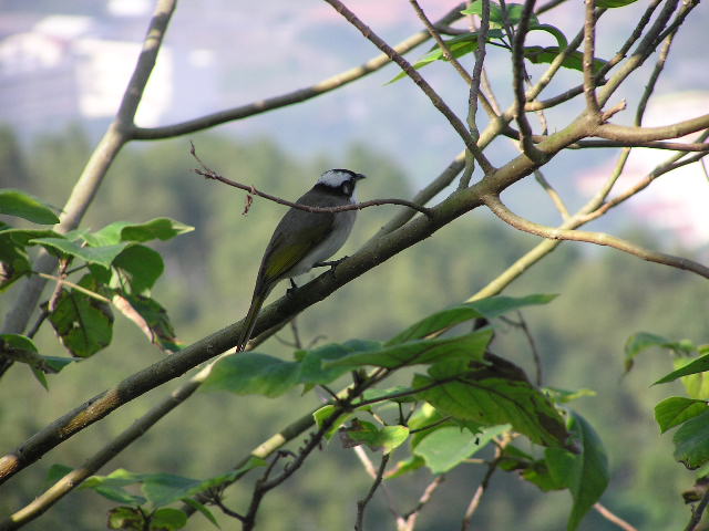出外旅遊拍到的野鳥