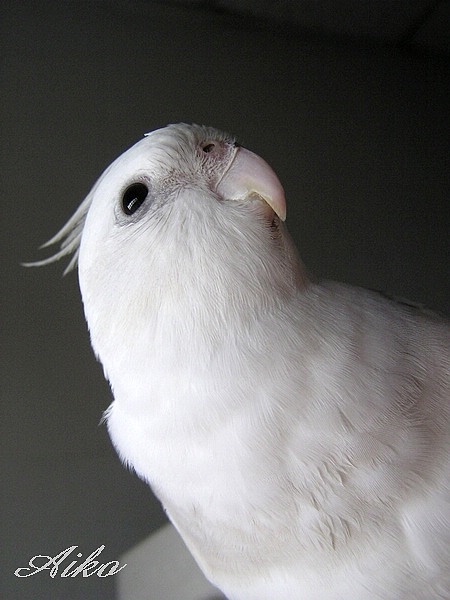 愛子～