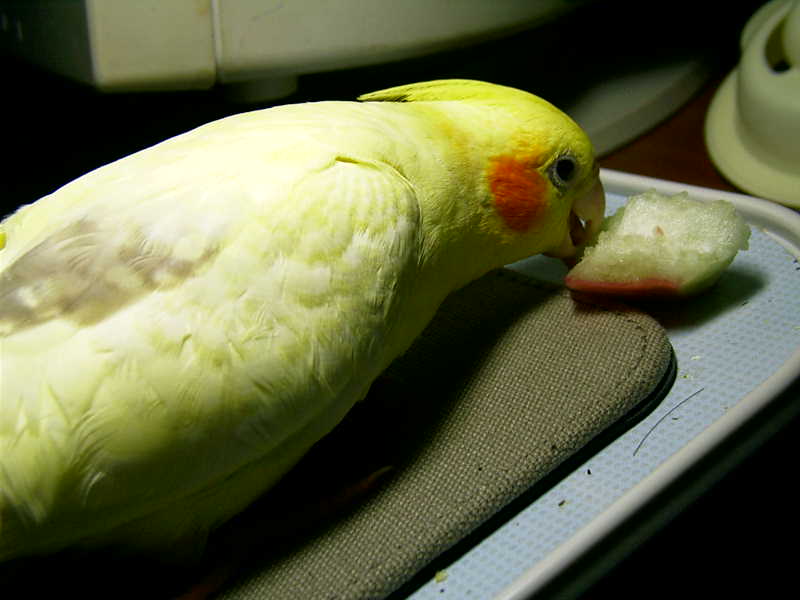 小玉兒啃蓮霧