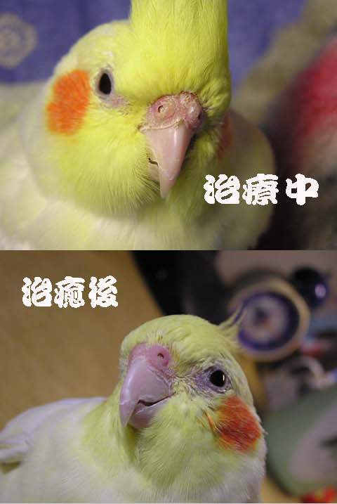 Angel生病前後