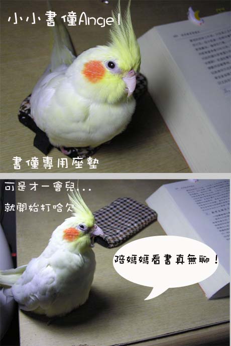 小小書僮Angel