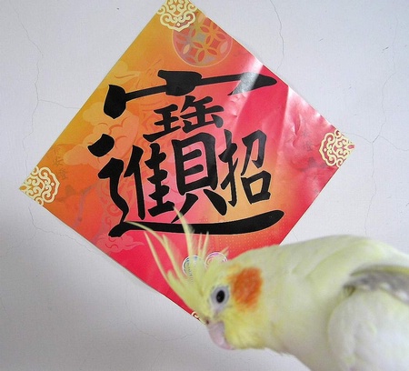 鳥財神到～
