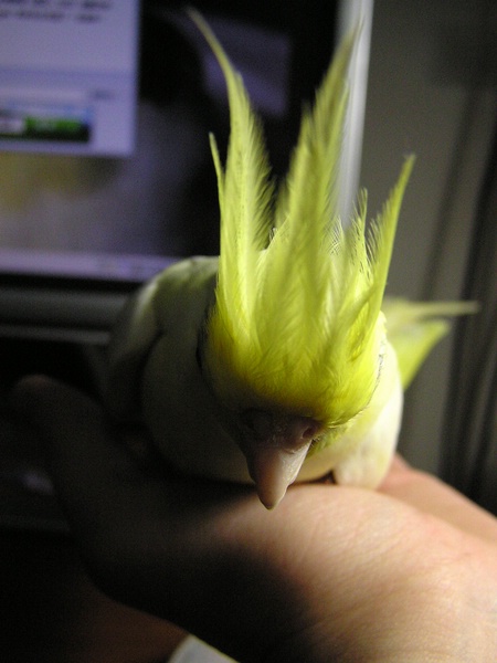 最新型空氣鳳梨