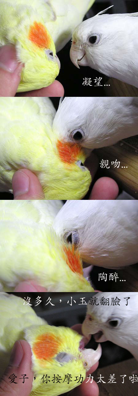親親四部曲