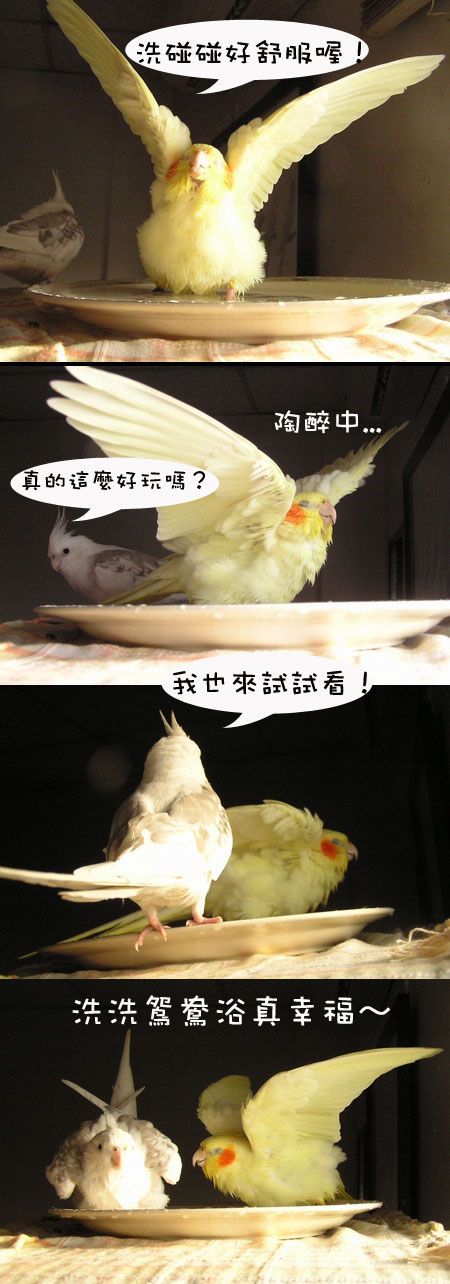 洗鴛鴦浴的好時機
