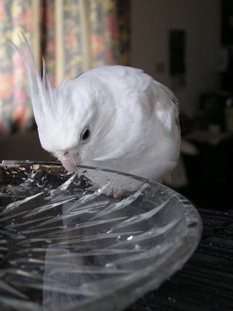不敢下海的愛子