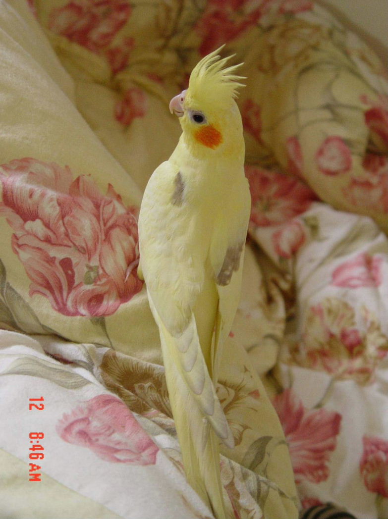 美小玉