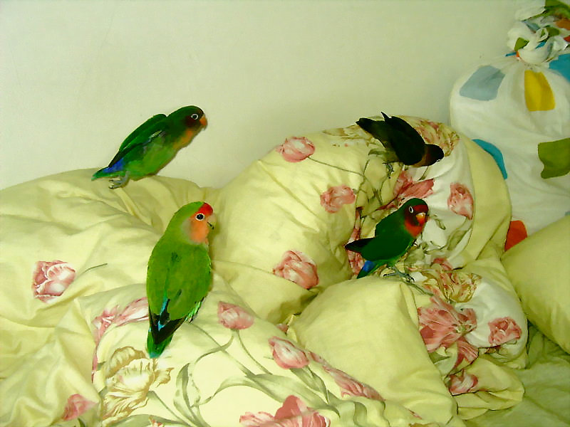 鳥族大集合