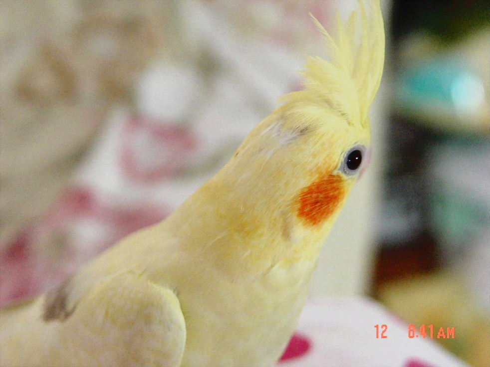 遙望捲毛