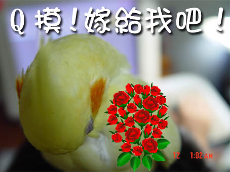 Q摸, 嫁給我吧 !