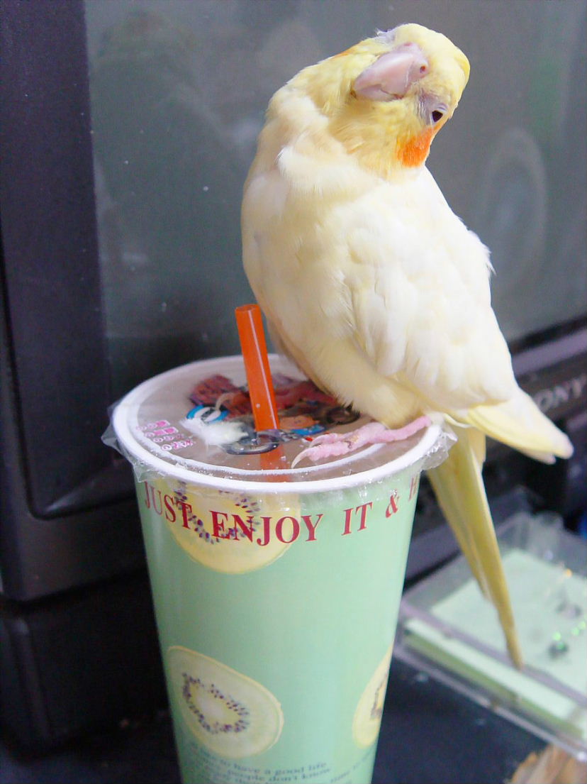 小玉豬的飲料站架