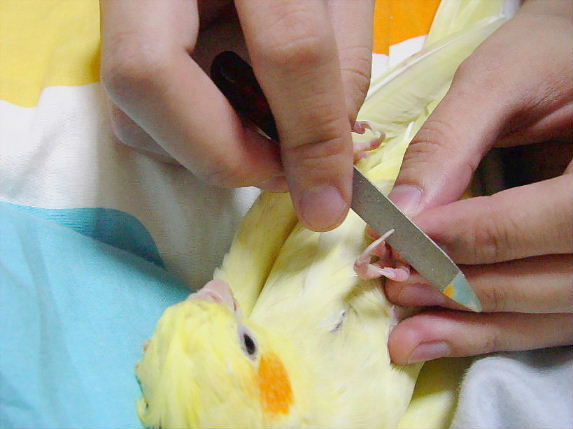 虐鳥實錄