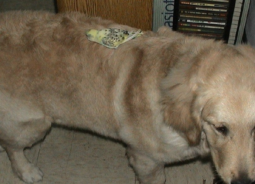 我戰勝黃金獵犬