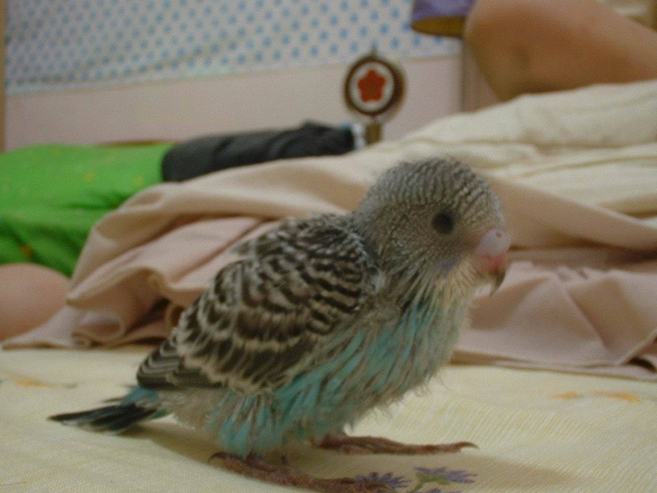 泡泡