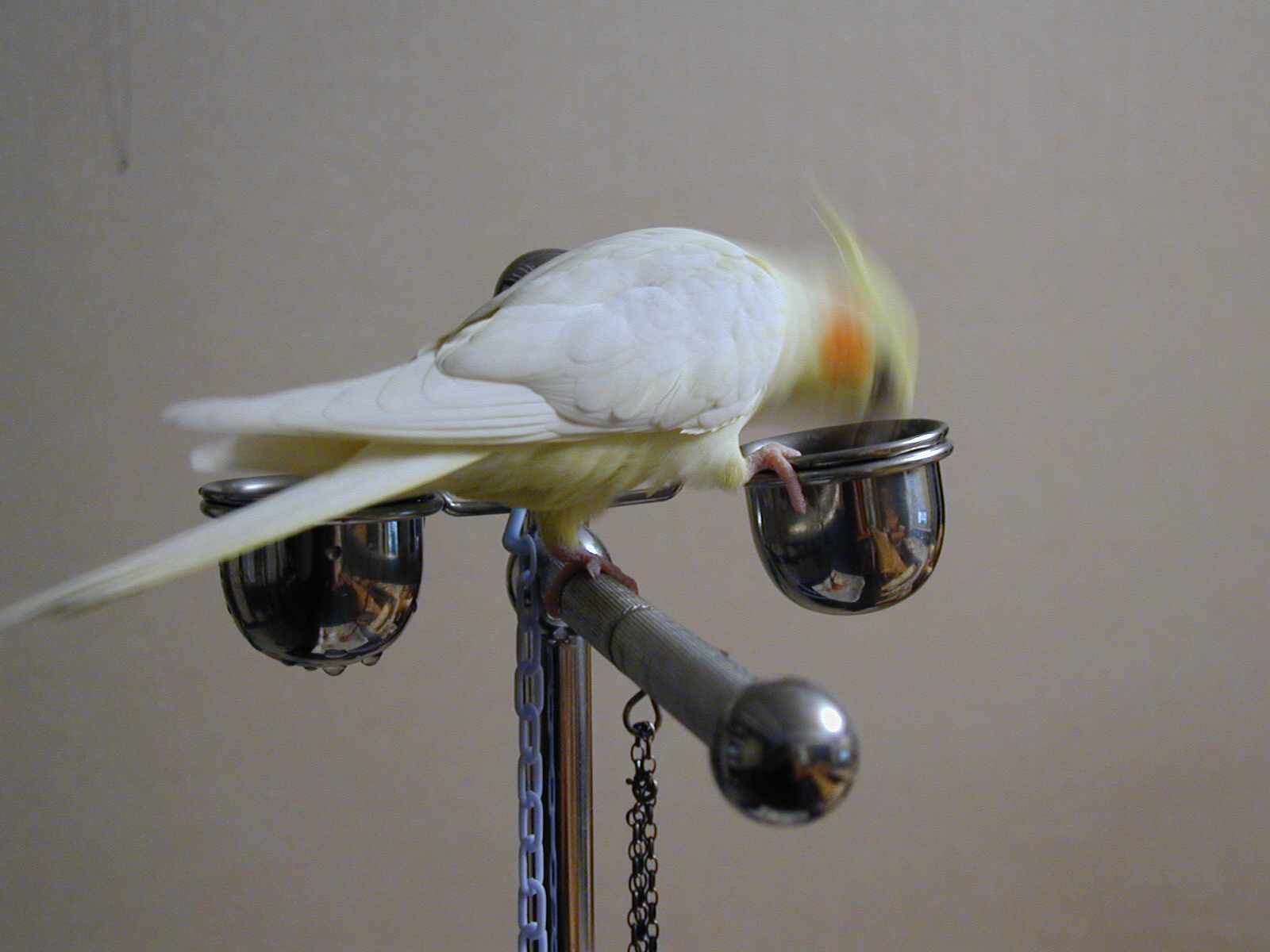 晃頭晃鳥