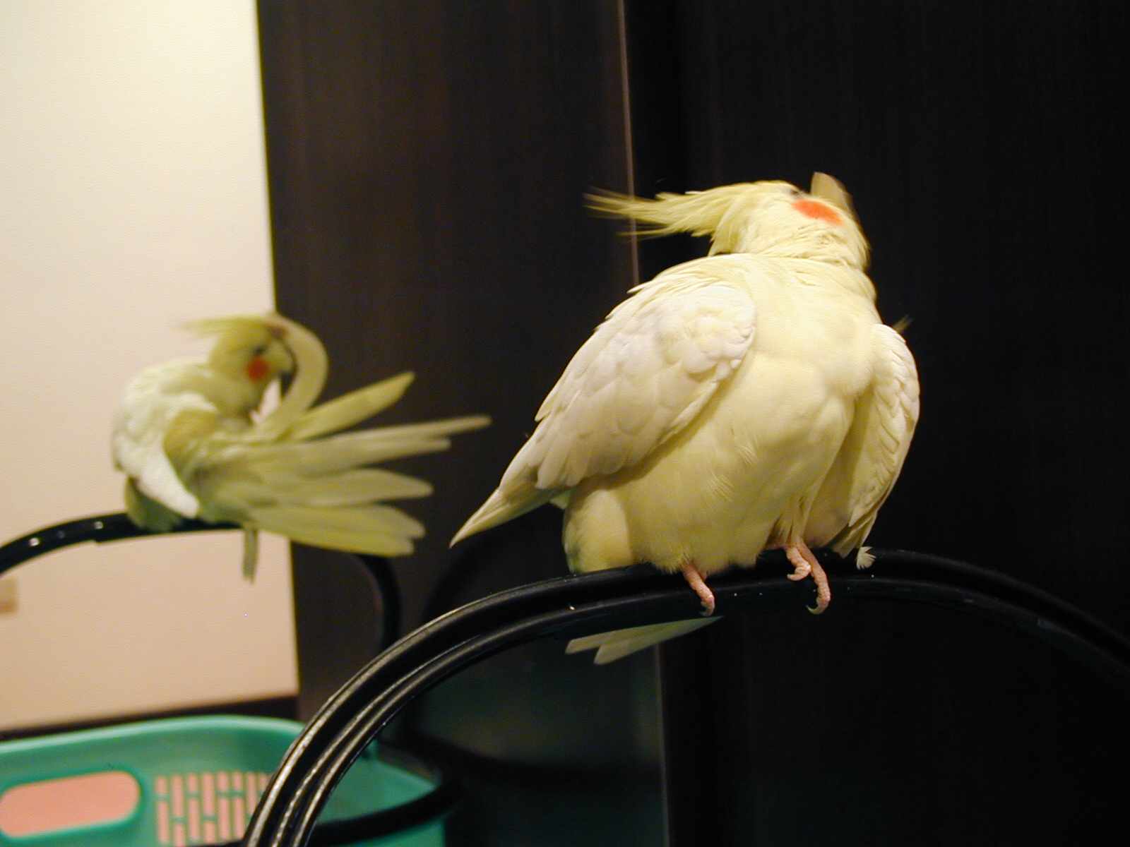 ㄚ金寶貝