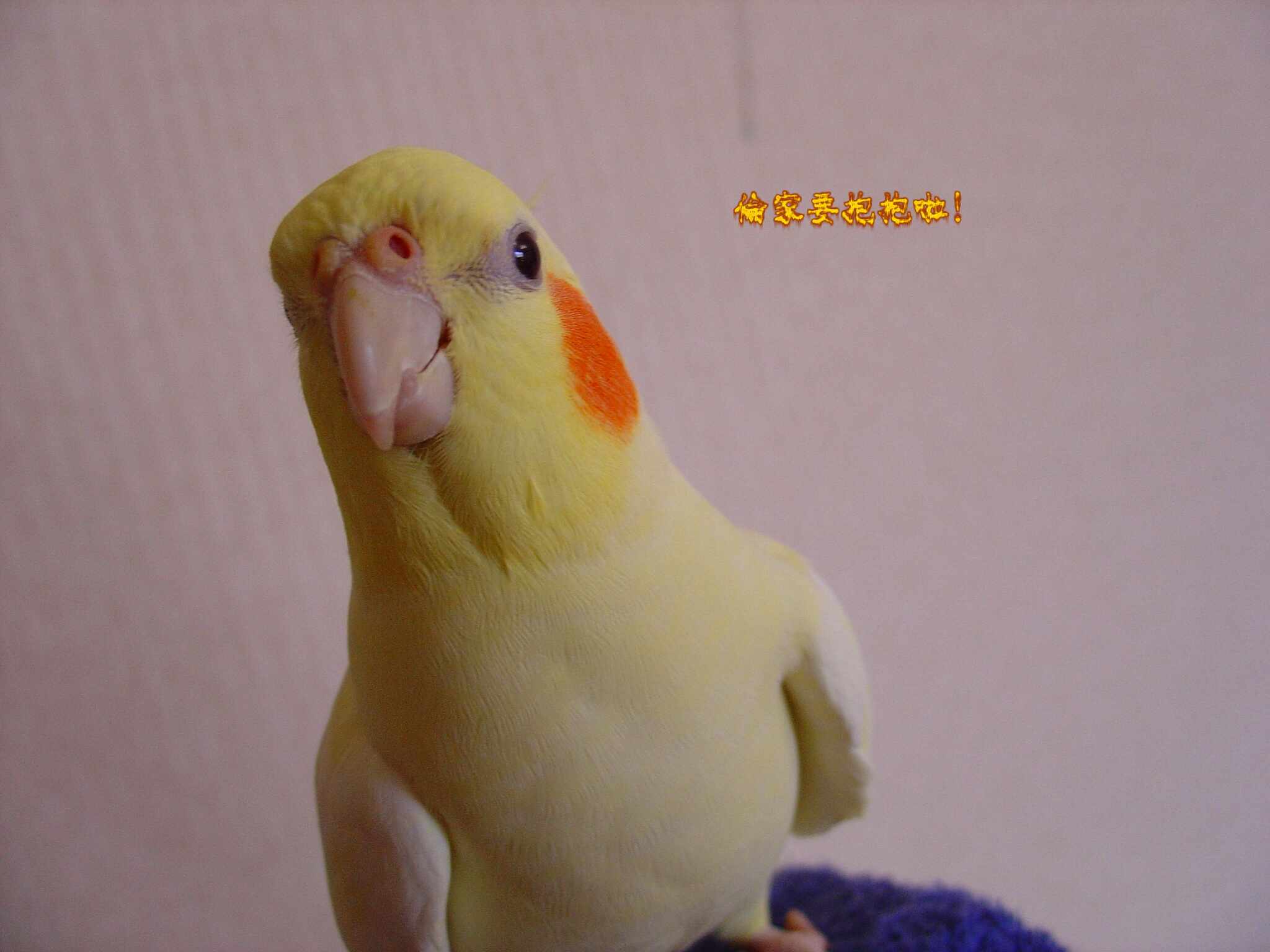 又見ㄚ金