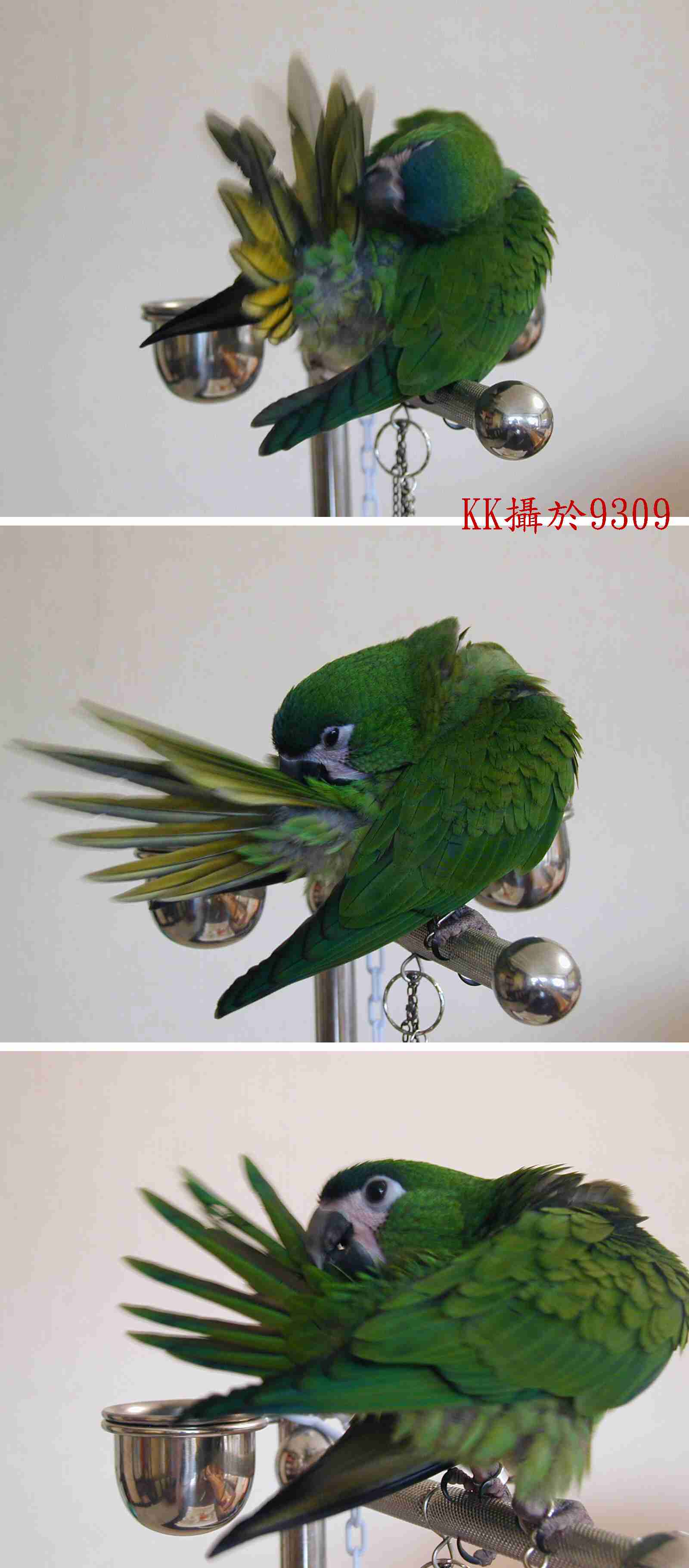 紅肩KK