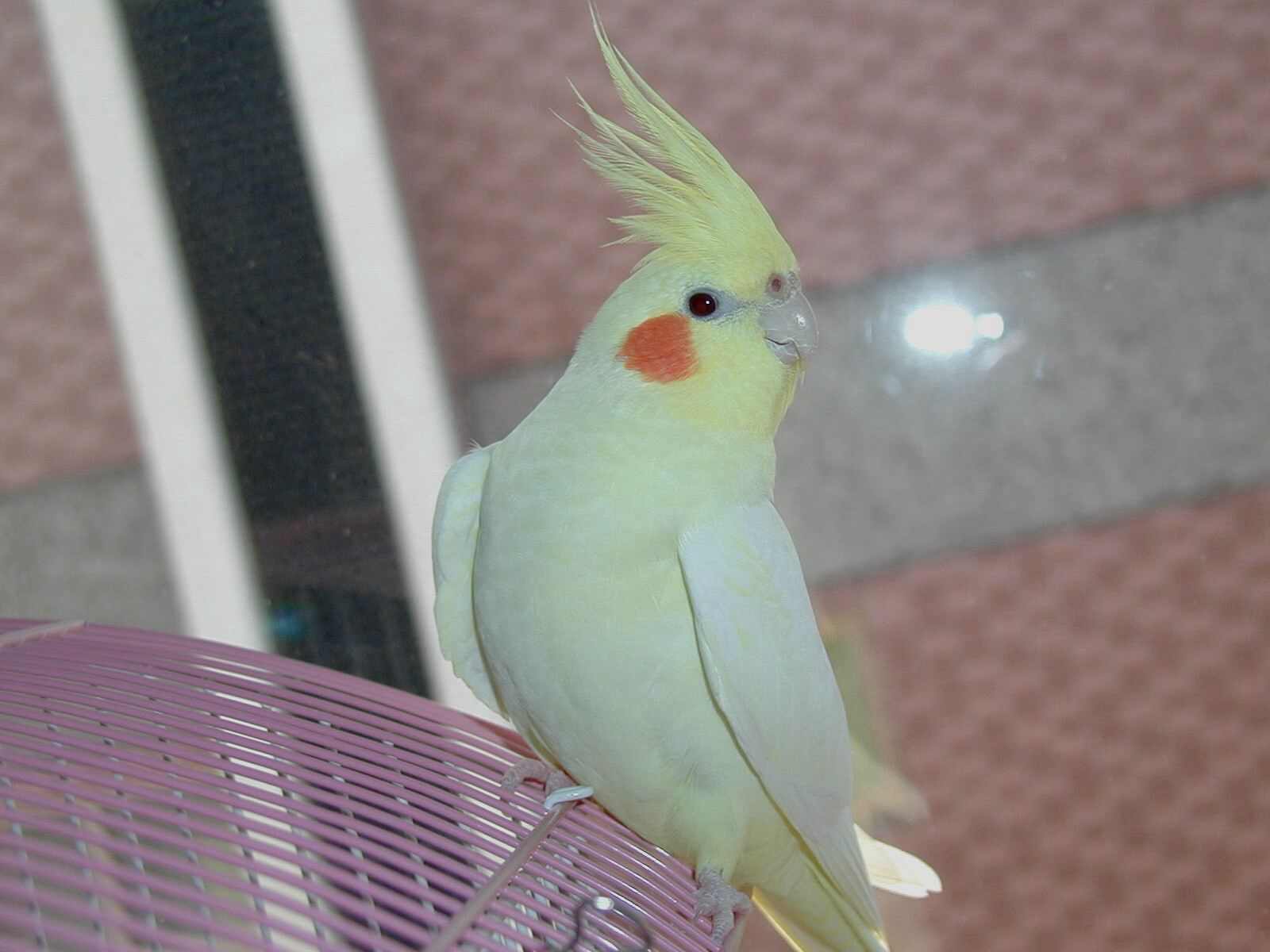 站在屋頂上