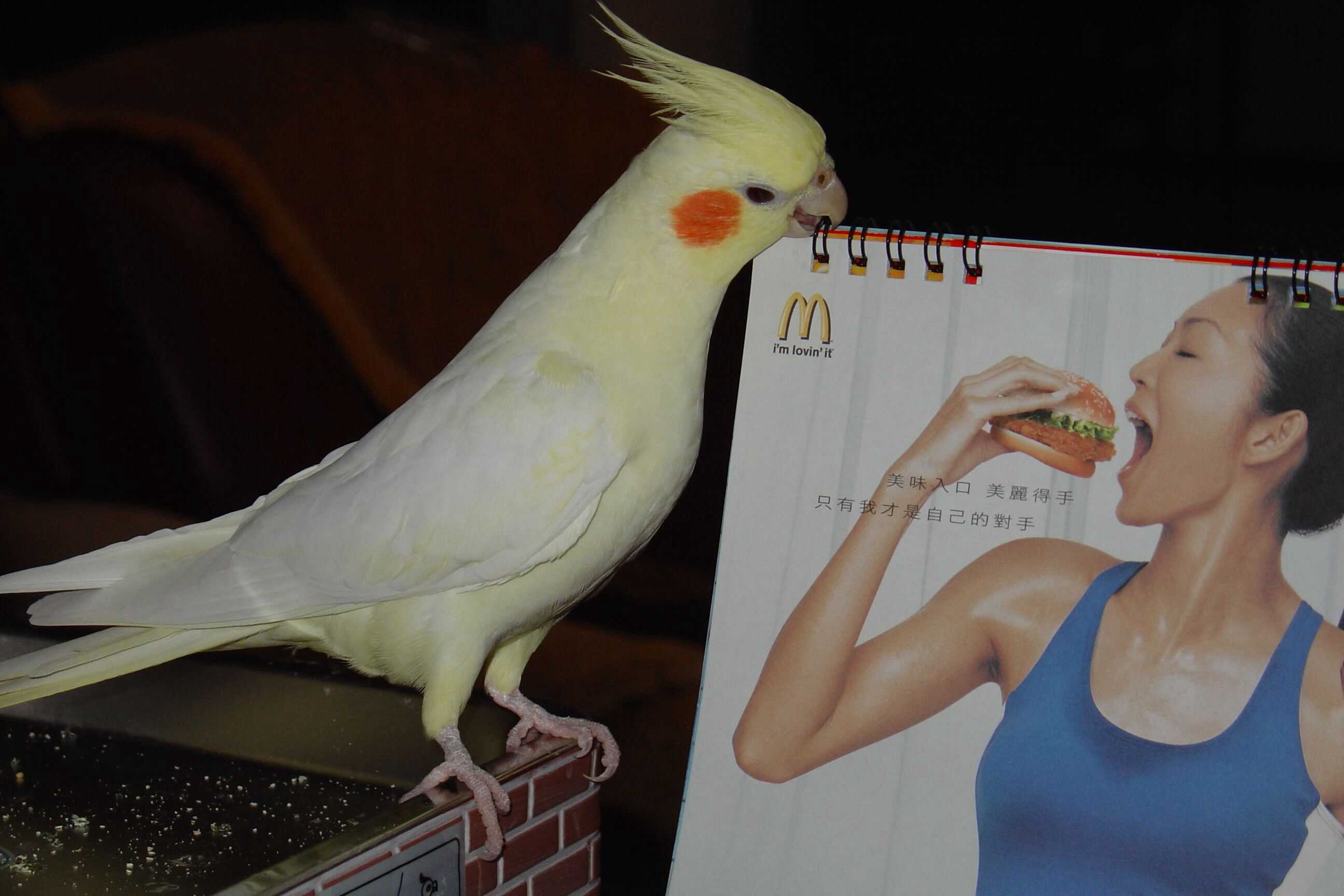 人間美味