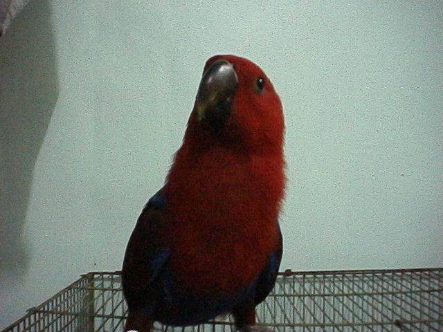 艾魯折衷