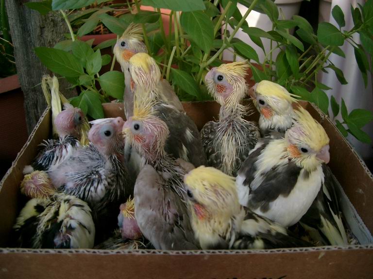 APia