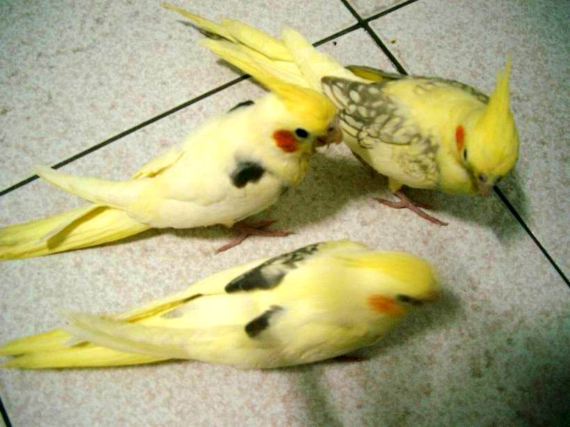 卡妹幼鳥