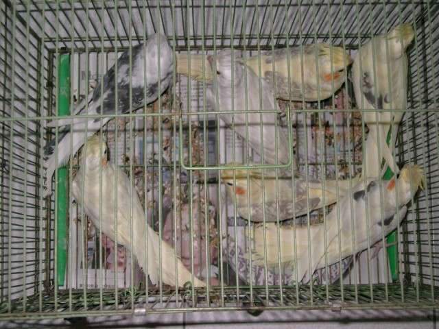 卡妹中鳥
