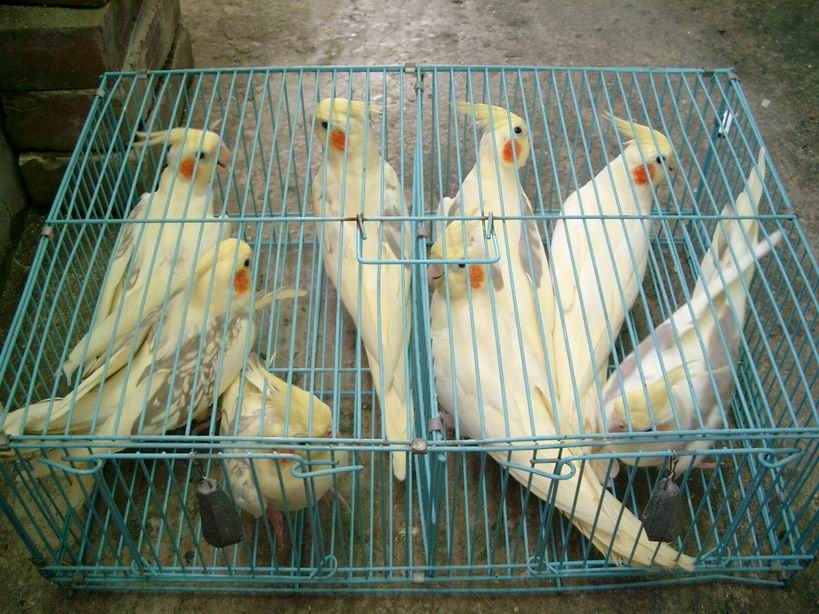 母派特卡妹