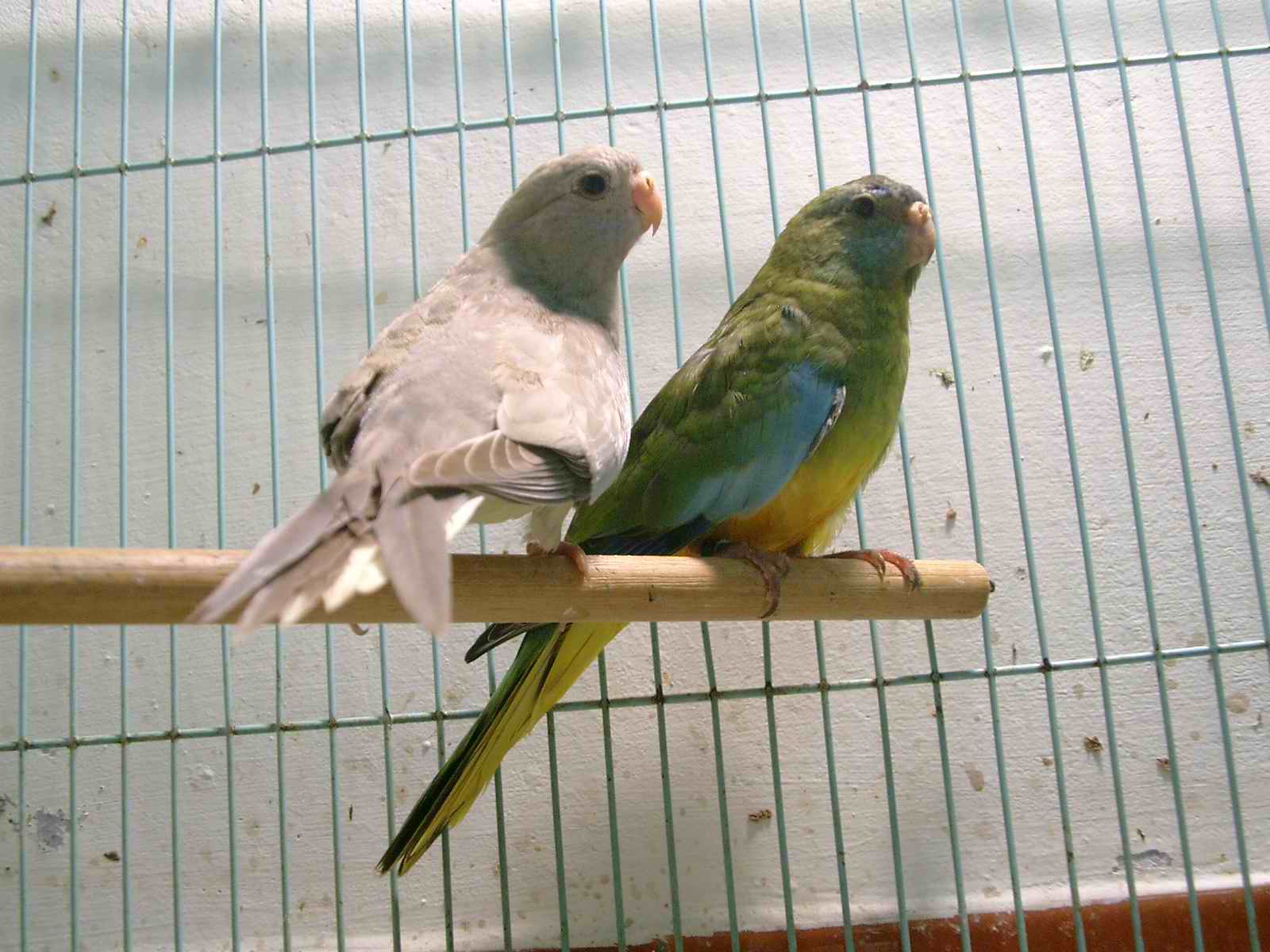 光輝中鳥