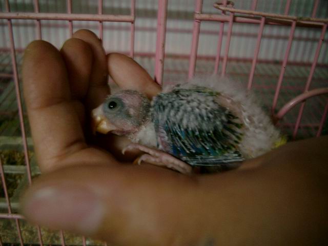 Opalin桔梗幼鳥