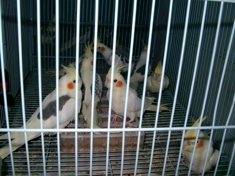 派特卡妹中鳥