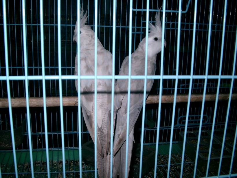 白面玄鳳