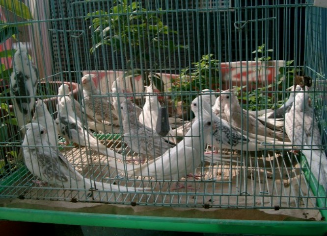 白面卡妹中鳥