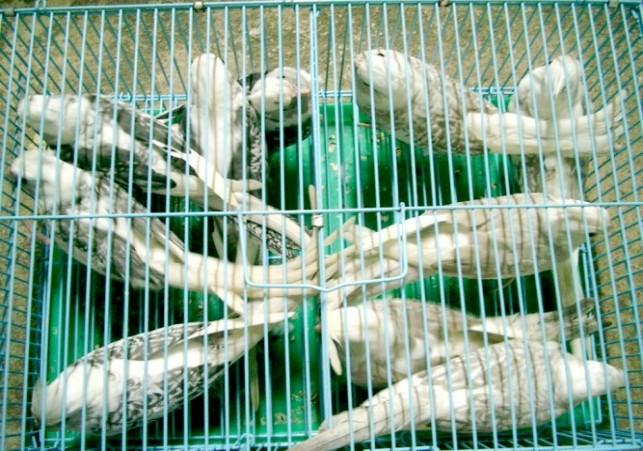 白面卡妹中鳥--派特系列