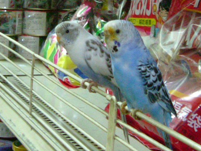 Aishuoxiao