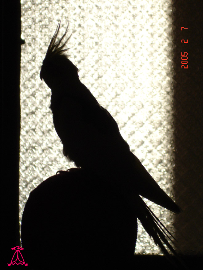 Silhouette 1