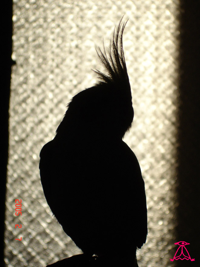 Silhouette 3