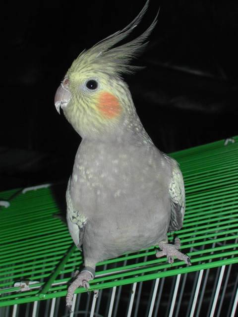 小花貓