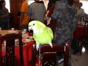 223鳥聚照片1