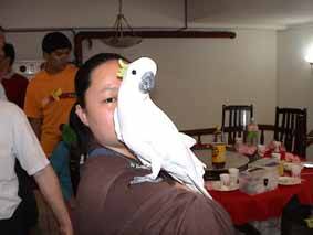 鳥聚照片4