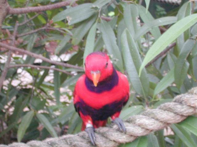 Lory