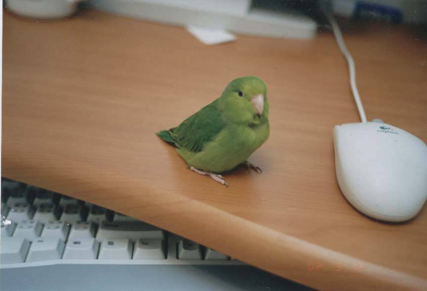我是Apple