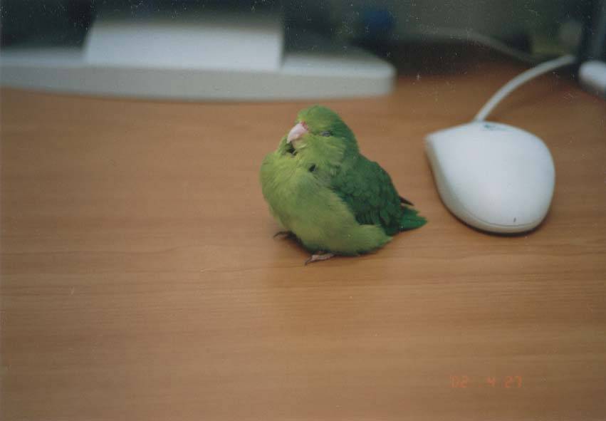 Apple的睡像